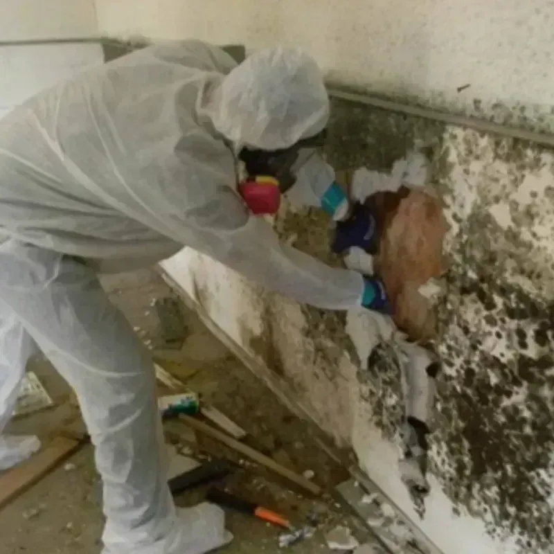 Mold Remediation and Removal in Meridian, ID